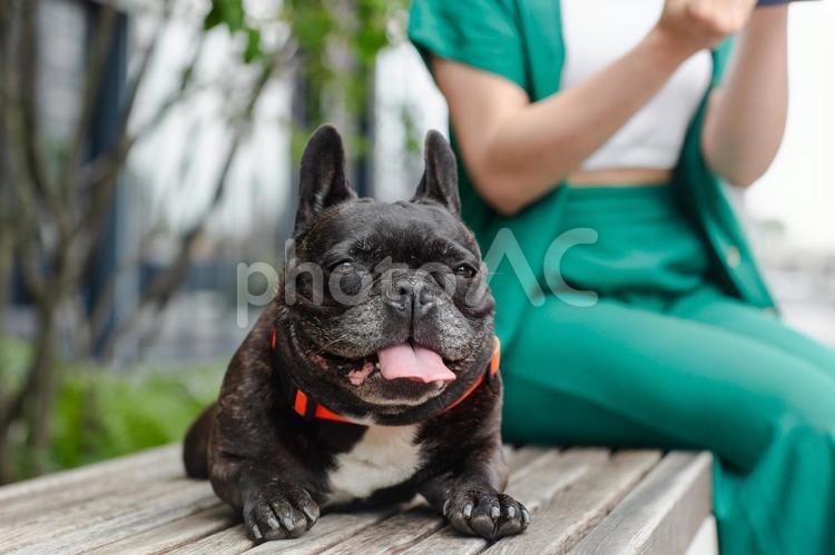 ベンチに座る飼い主と黒い犬 犬,ペット,1匹の写真素材