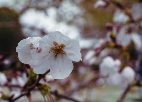 ソメイヨシノ桜ー75 ソメイヨシノ桜ー75の写真