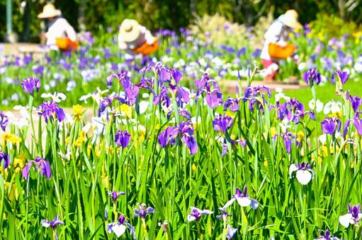 賀茂しょうぶ園の美しい花しょうぶの写真