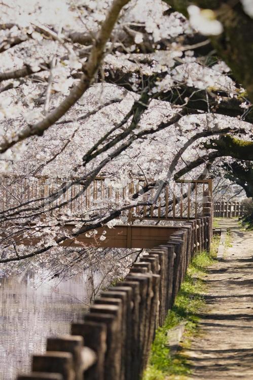 大久保浄水場の桜並木 桜並木,桜,さくらの写真素材
