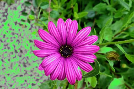ピンクの花1 ピンクの花1 フラワー,花,庭の写真素材