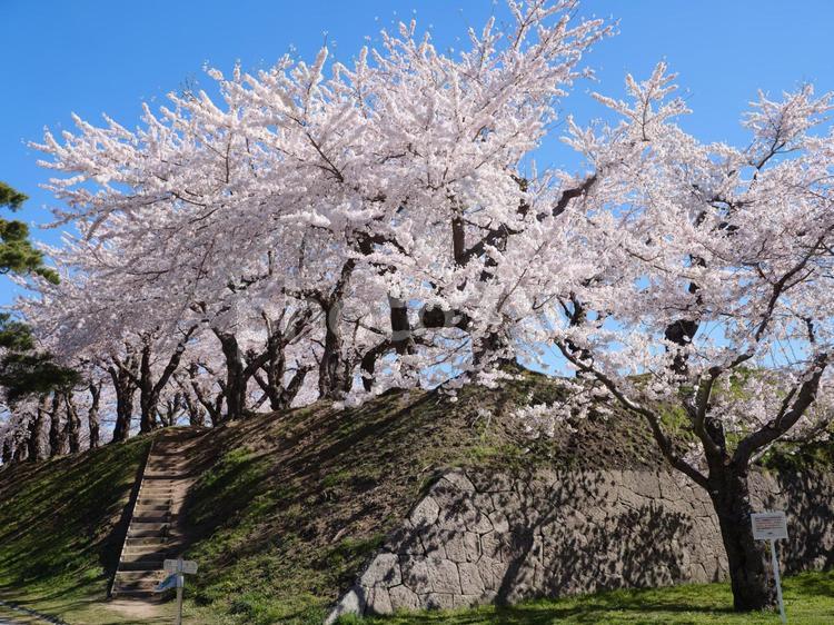 五稜郭公園の桜 ソメイヨシノ,染井吉野,五稜郭の写真素材