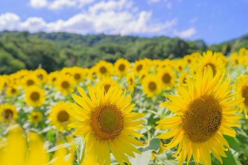 元気に咲くひまわり 夏の太陽のような存在 元気に咲くひまわり 夏の太陽のような存在の写真