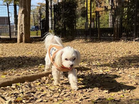 ドッグランの犬 犬,マルチーズ,ドッグランの写真素材