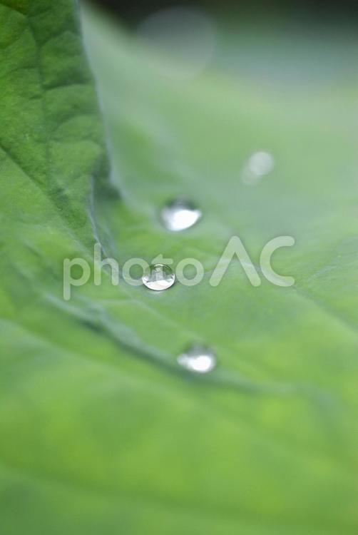 蓮の葉に転がる水滴 蓮,ハス,水滴の写真素材