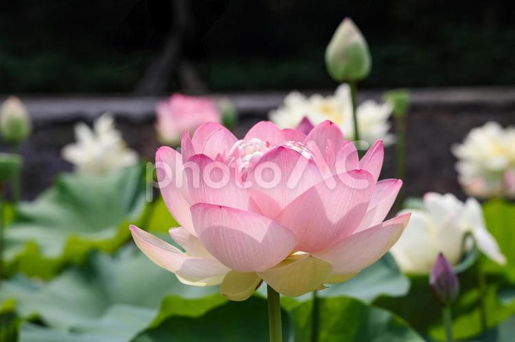 ピンクの蓮　クローズアップ ハス,蓮,沼の写真素材