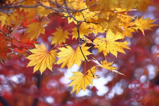 Autumn colors, JPG Autumn colors, autumn leaves, yellow leaves, red, JPG