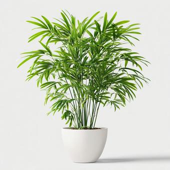 モダンな鉢植え モダンな鉢植えの写真