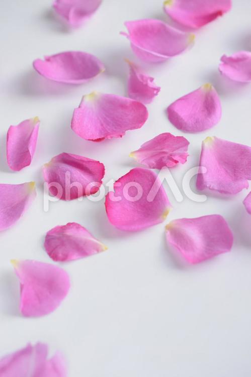 ピンクの薔薇の花びら、白背景、背景素材 ばら,ピンク,バラの花びらの写真素材