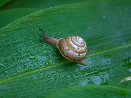 葉っぱの上のカタツムリ 葉っぱの上のカタツムリ カタツムリ,でんでん虫,生き物の写真素材