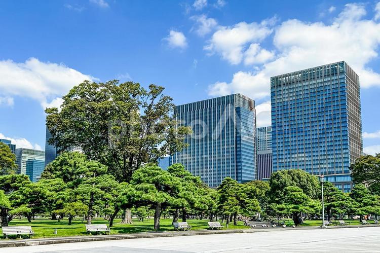 緑濃い松の木とそびえ立つ都会の高層ビル 皇居外苑,高層ビル,丸の内の写真素材