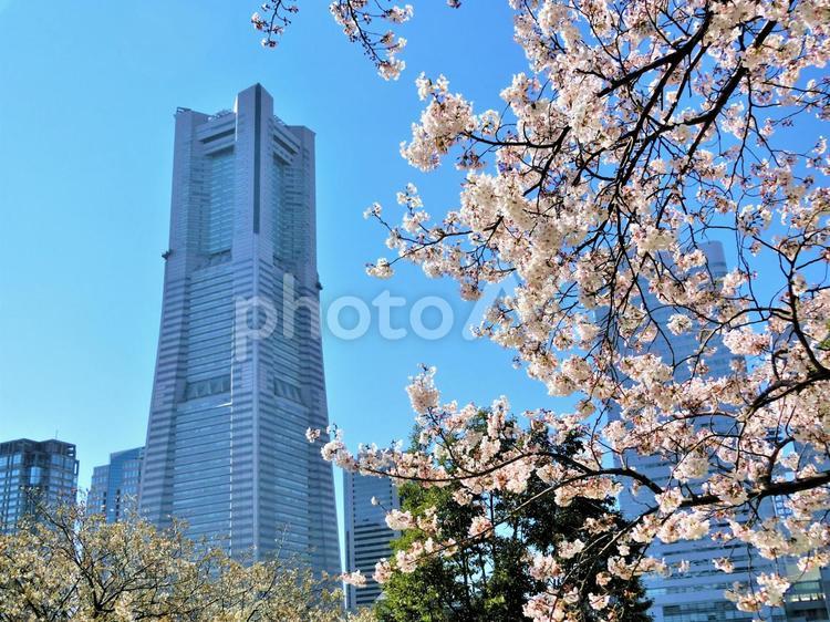 うららかな春の日の横浜 ランドマークタワー,横浜,春の写真素材