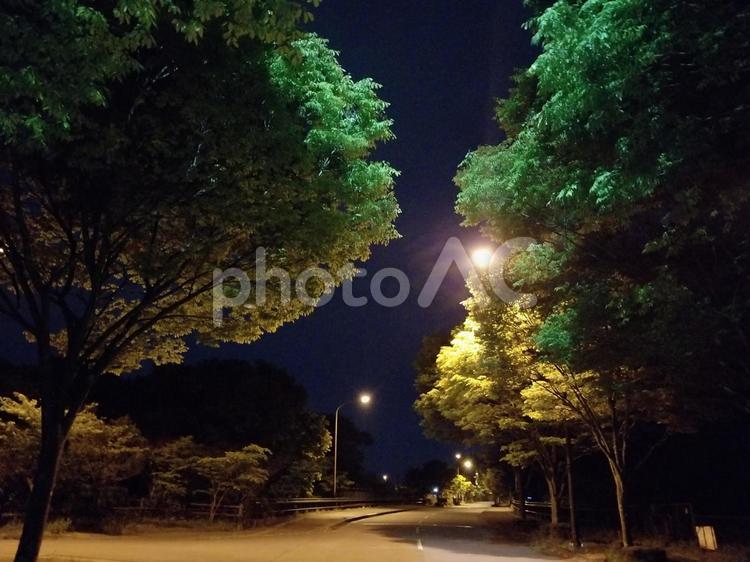 新緑の街路樹と光の幻想的夜景 夜景,新緑,夜空の写真素材
