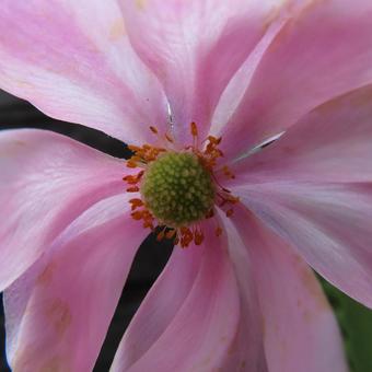 シュウメイギク（秋明菊） シュウメイギク,秋明菊,花の写真素材