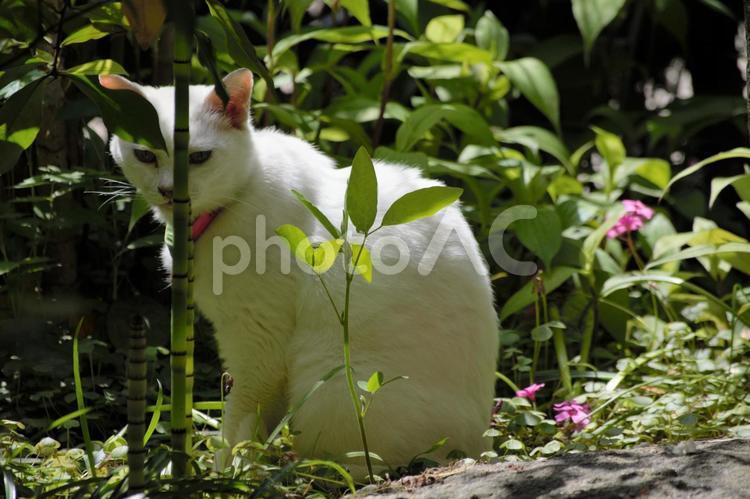 藪の中の猫 猫,休憩,庭の写真素材