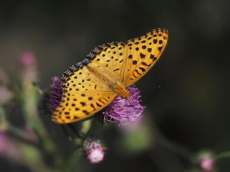 花にとまる蝶 花にとまる蝶の写真