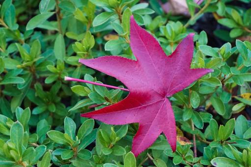 モミジバフウの葉 モミジバフウの葉 モミジバフウ,紅葉葉楓,アメリカフウの写真素材