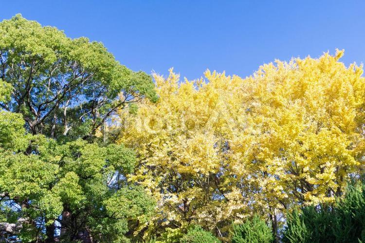 秋の気配・青空に映える黄色のイチョウ 紅葉,秋,紅葉狩りの写真素材