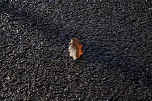 落葉 落葉,枯葉,茶色の写真素材