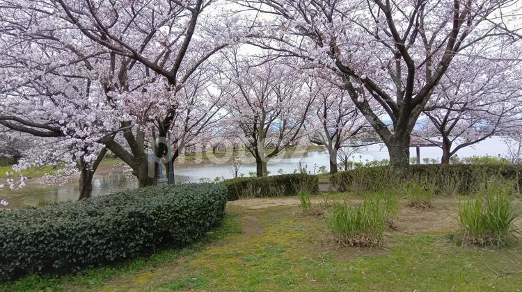 桜-駕与丁公園 桜,咲く,ソメイヨシノの写真素材