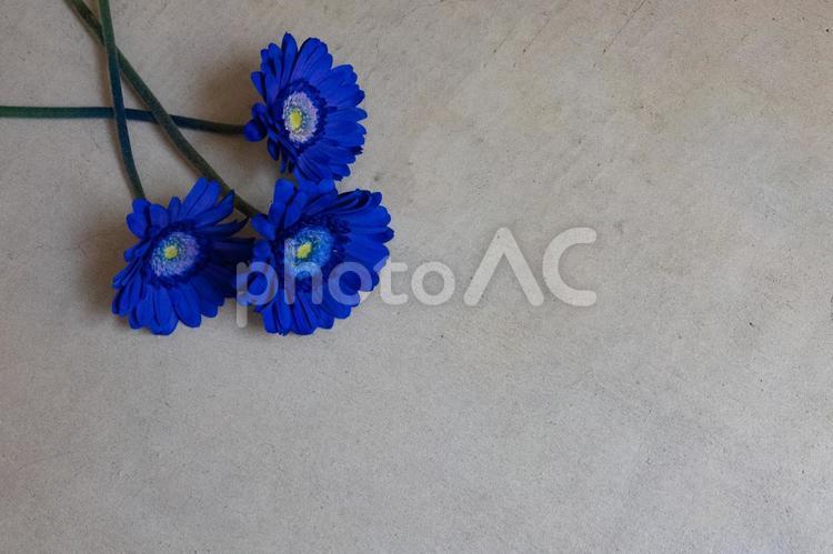 コンクリート打ち放しと青いガーベラ 花,春,フラワーフレームの写真素材