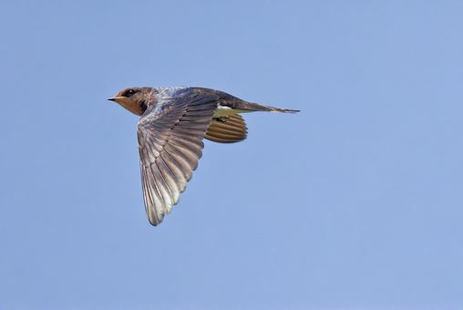 巣立ちしてすぐ飛べるツバメの幼鳥 巣立ちしてすぐ飛べるツバメの幼鳥 つばめ,ツバメ,燕の写真素材