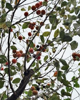 柿　秋だね〜の写真