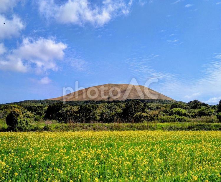 春の鬼岳と菜の花畑 イメージ,晴れ,春の写真素材