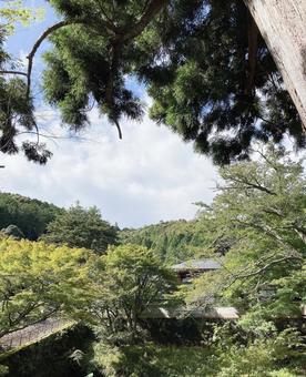 寺 階段 自然 寺 階段 自然の写真