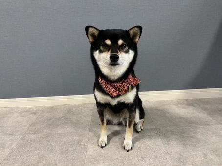 黒柴 黒柴 黒柴,柴犬,犬の写真素材