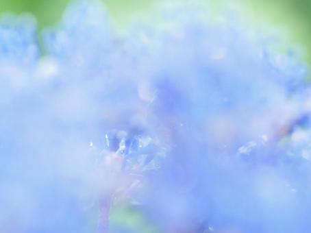 あじさいのクローズアップ4の写真