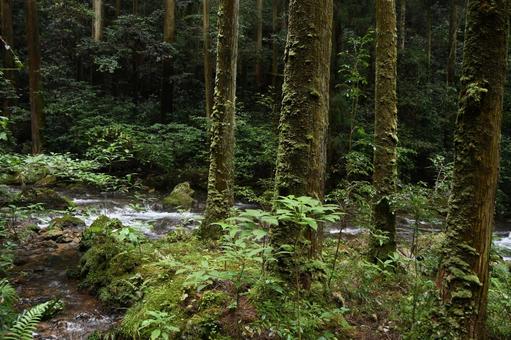 山の中の小川と苔がついた杉の木 杉,スギ,木の写真素材