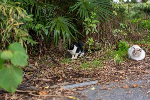 自然に囲まれた猫たち 猫,野良猫,地域猫の写真素材