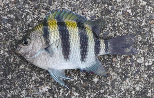 釣魚 オヤビッチャ・幼魚 釣魚 オヤビッチャ・幼魚 オヤビッチャ,魚,魚釣りの写真素材