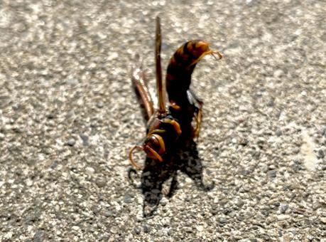 蜂の死骸の写真