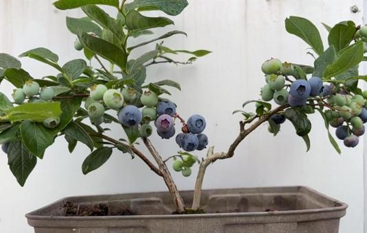 R7.6.30　ブルーベリー5年盆栽風1の写真