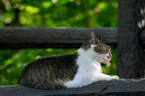 Cat relaxing on a bench, JPG Cat relaxing on a bench, JPG