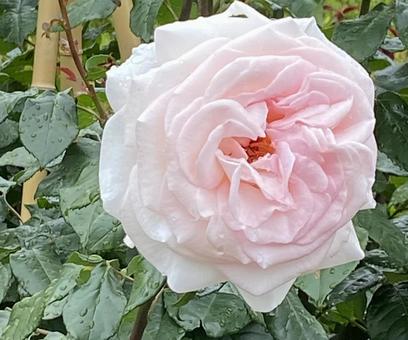 バラ バラの写真