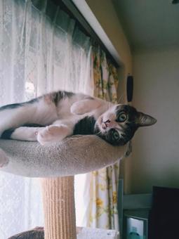 猫 お腹だし 猫 お腹だしの写真