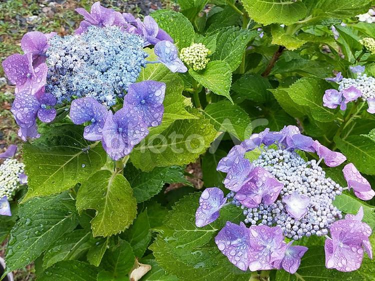 アジサイ５ グリーン,自然,木の写真素材