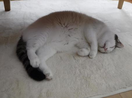 ハチワレ猫 おやすみ中 ハチワレ猫 おやすみ中の写真