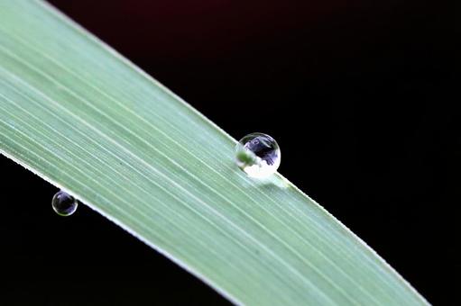 レモングラスの朝つゆ レモングラスの朝つゆの写真