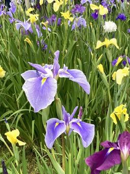 色とりどりのキレイな花菖蒲 色とりどりのキレイな花菖蒲の写真