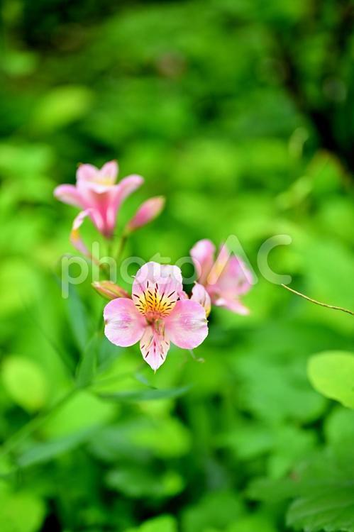 陽だまりに咲くやさしさ 植物,葉,緑の写真素材
