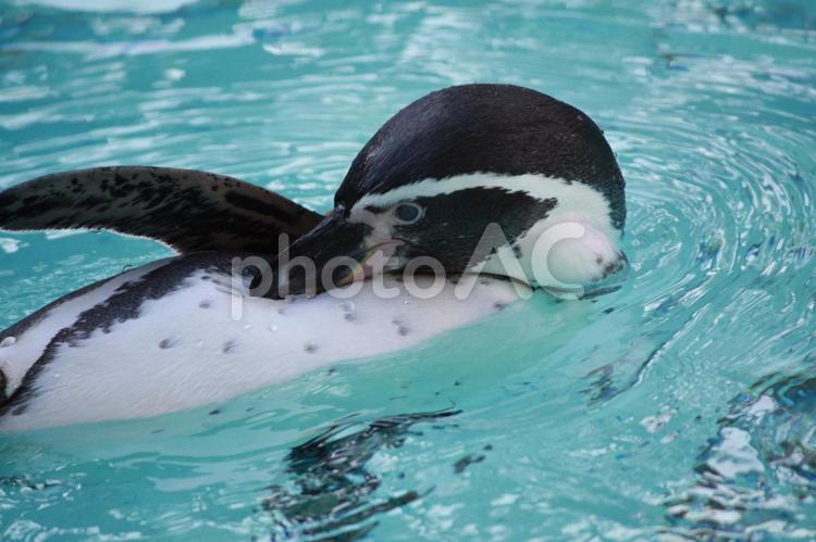毛づくろいするペンギン（神奈川県横浜市） ペンギン,フンボルトペンギン,毛づくろいの写真素材