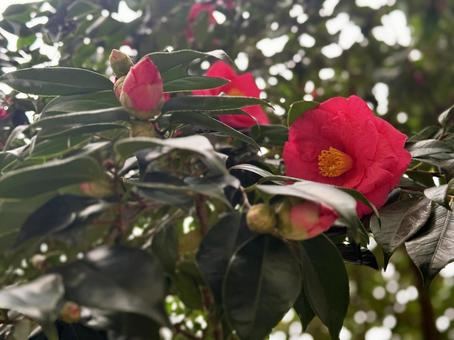 椿の花 椿の花の写真