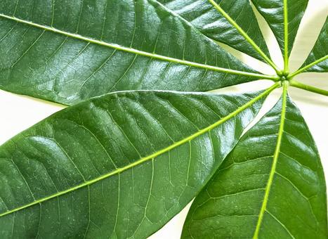 大きなパキラ(観葉植物)の葉44 大きなパキラ(観葉植物)の葉44 パキラ,パキラの葉,葉の写真素材