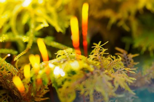 白駒池 苔生す森 白駒池 苔生す森 白駒池,長野県,苔の写真素材