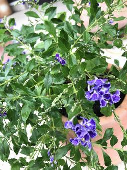 花 花 花,植物,自然の写真素材