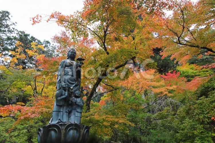 石川県　小松市の那谷寺の紅葉 紅葉,自然,秋の写真素材